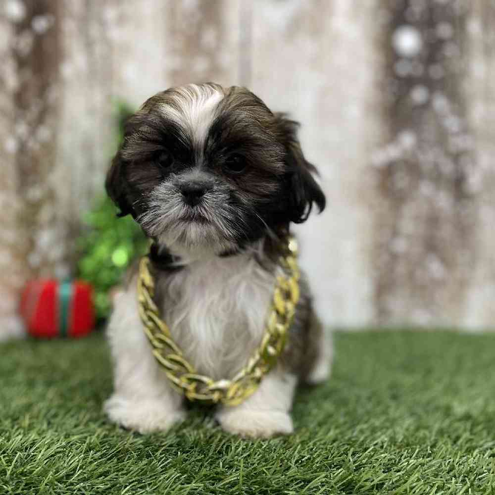 Male Shih Tzu Puppy for Sale in Braintree, MA