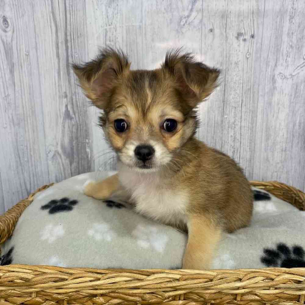 Male Chihuahua Puppy for Sale in Saugus, MA