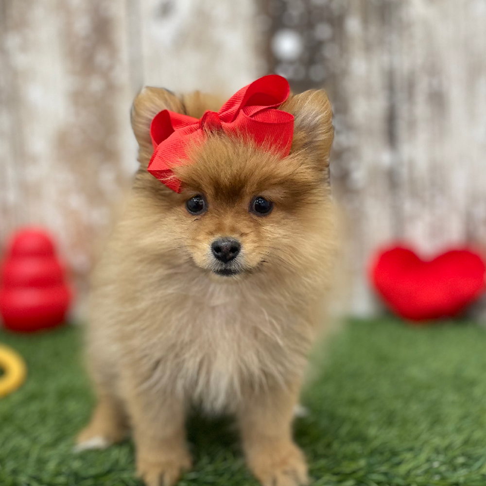 Female Pomeranian Puppy for Sale in Braintree, MA