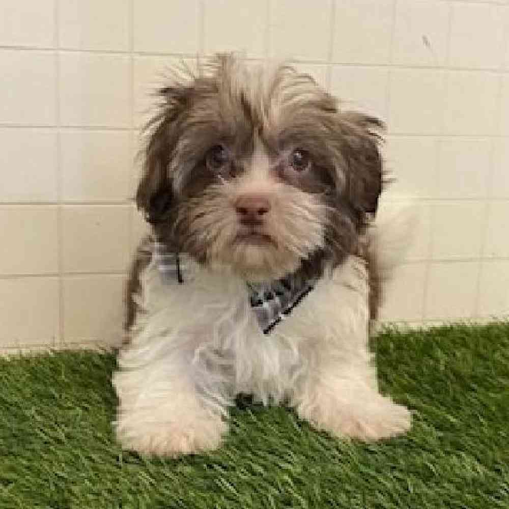 Male Havanese Puppy for sale
