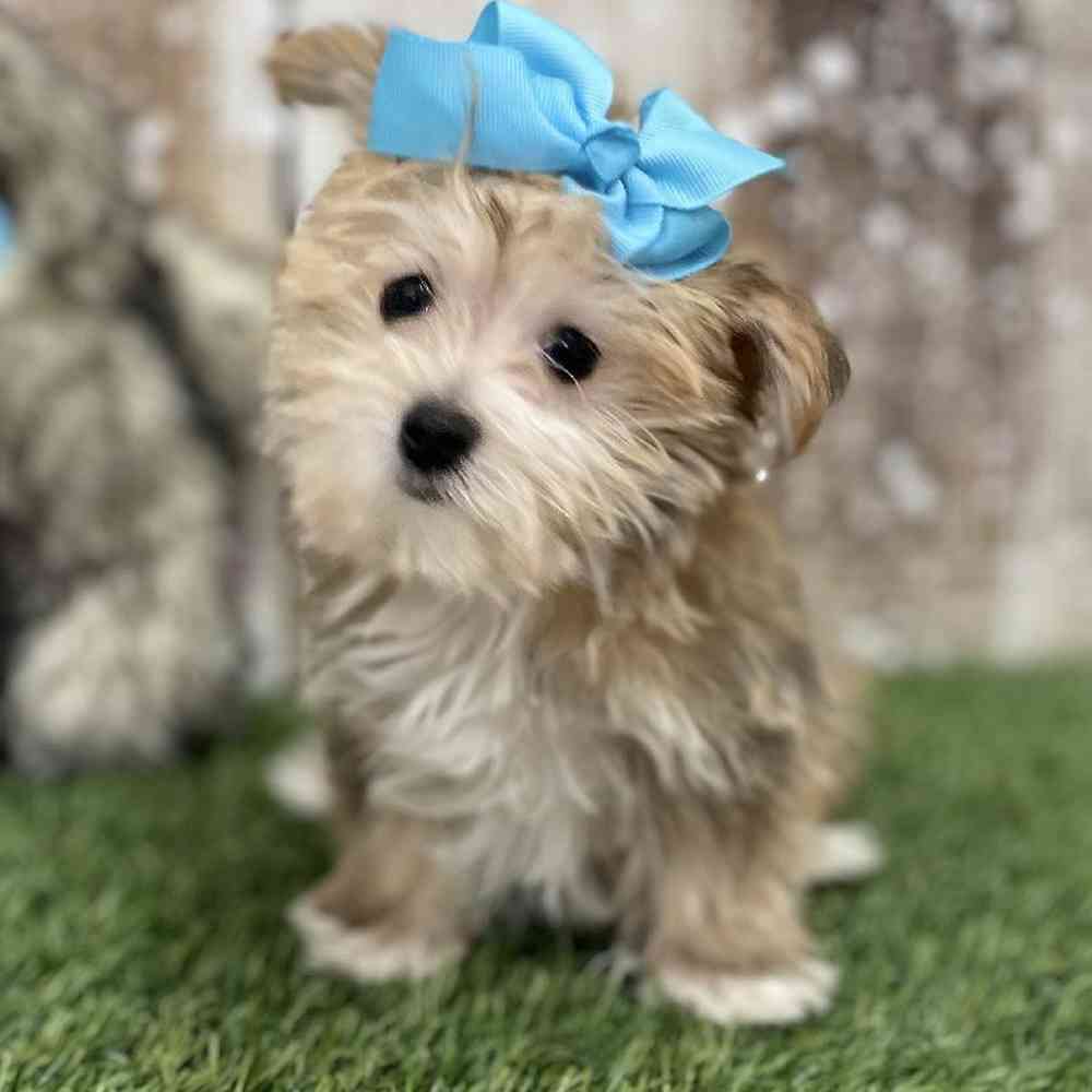 Female Morkie Puppy for Sale in Saugus, MA