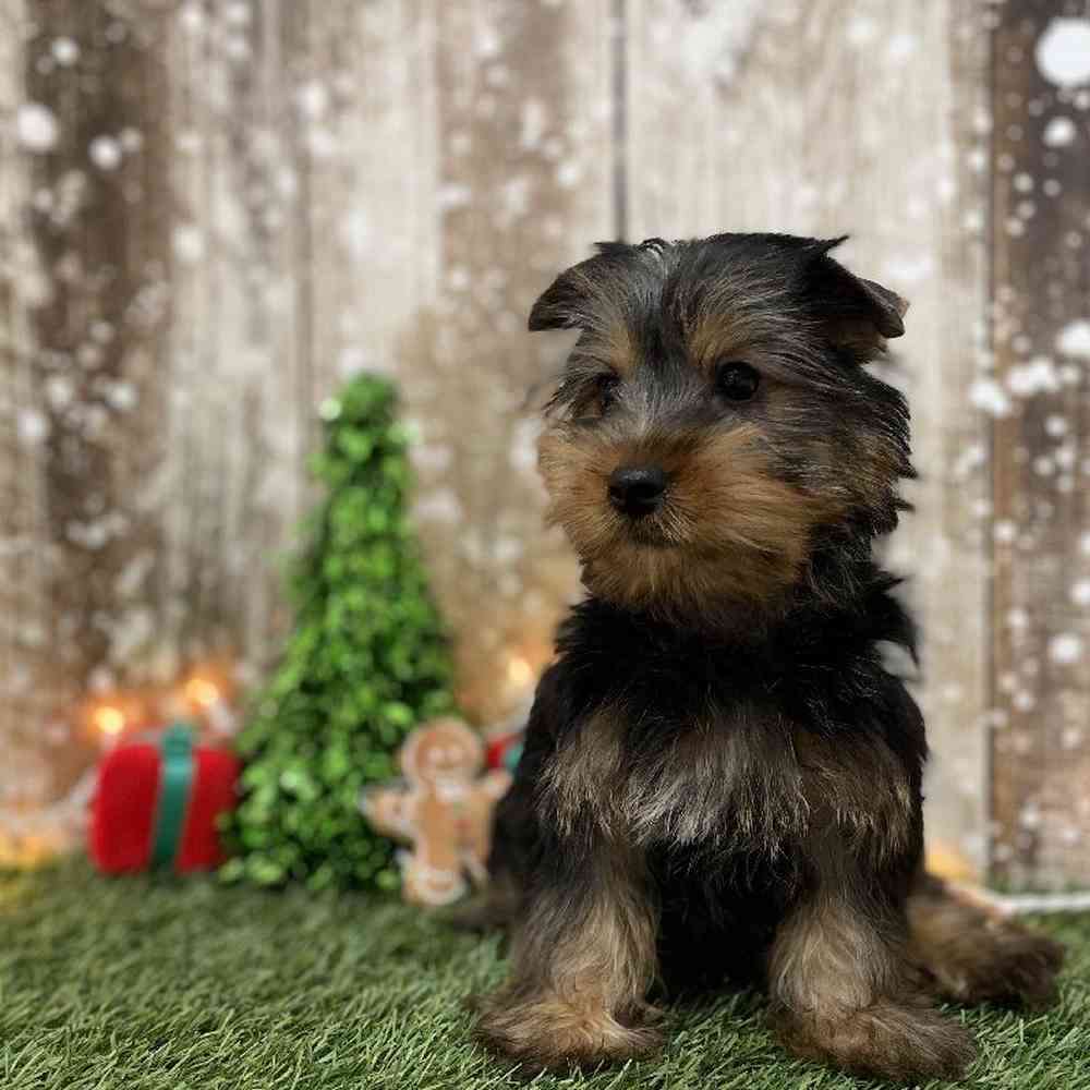 Male Silky Terrier Puppy for Sale in Braintree, MA