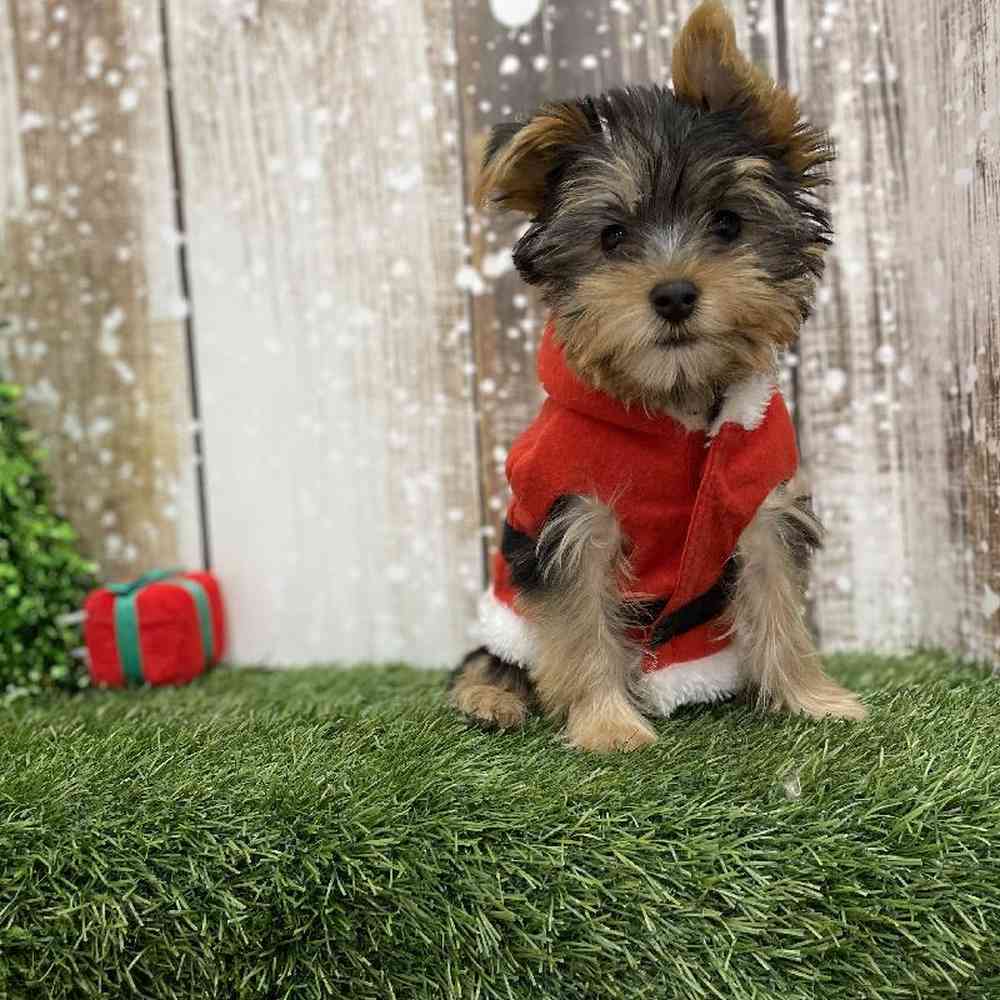 Male Yorkshire Terrier Puppy for Sale in Braintree, MA