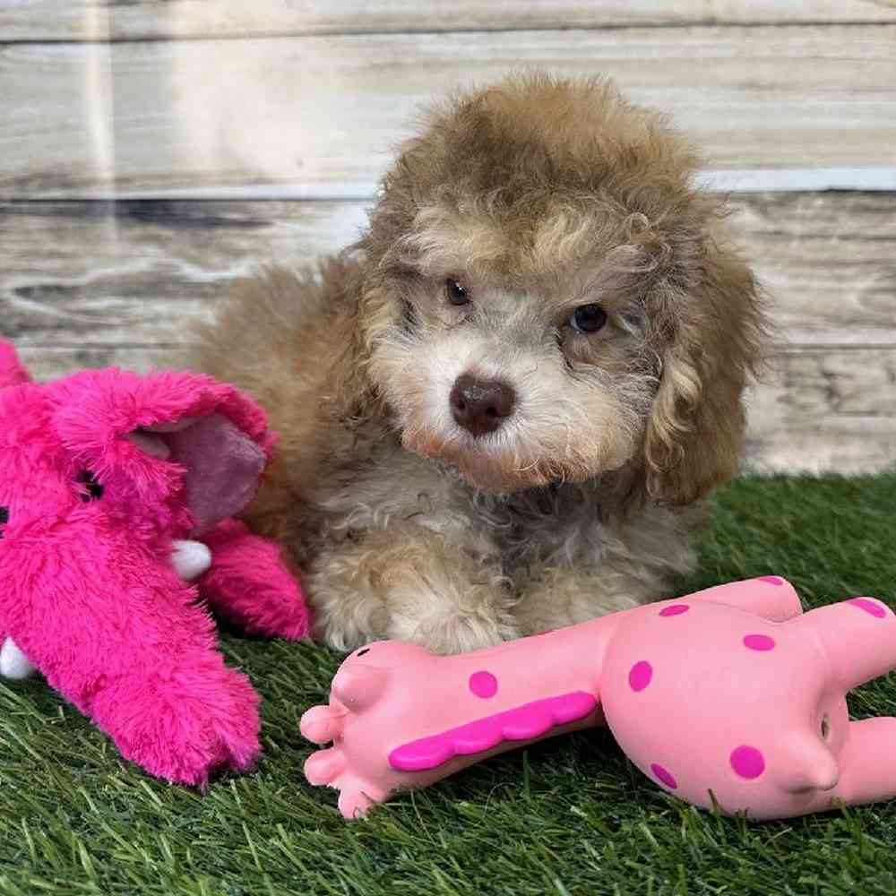 Female Mini NewfyPoo Puppy for Sale in Saugus, MA