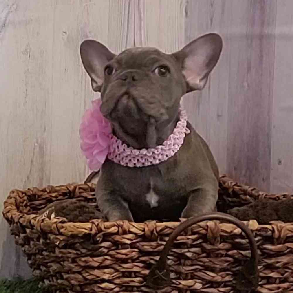 Female French Bulldog Puppy for sale