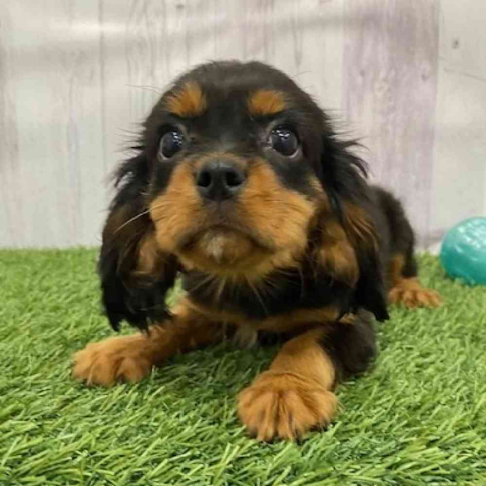 Female Cavalier King Charles Spaniel Puppy for Sale in Braintree, MA