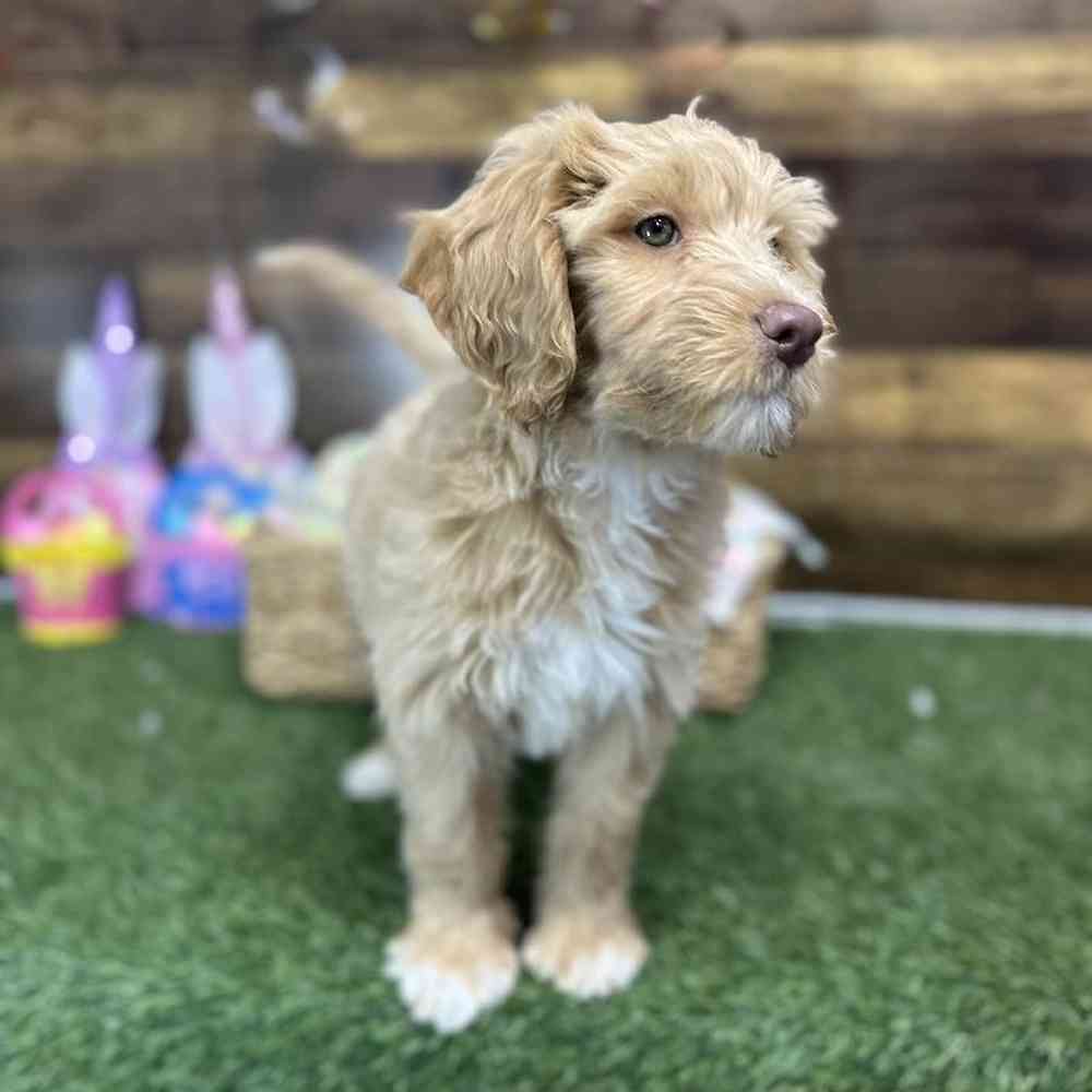 Female Mini Labradoodle 2nd Gen Puppy for Sale in Braintree, MA