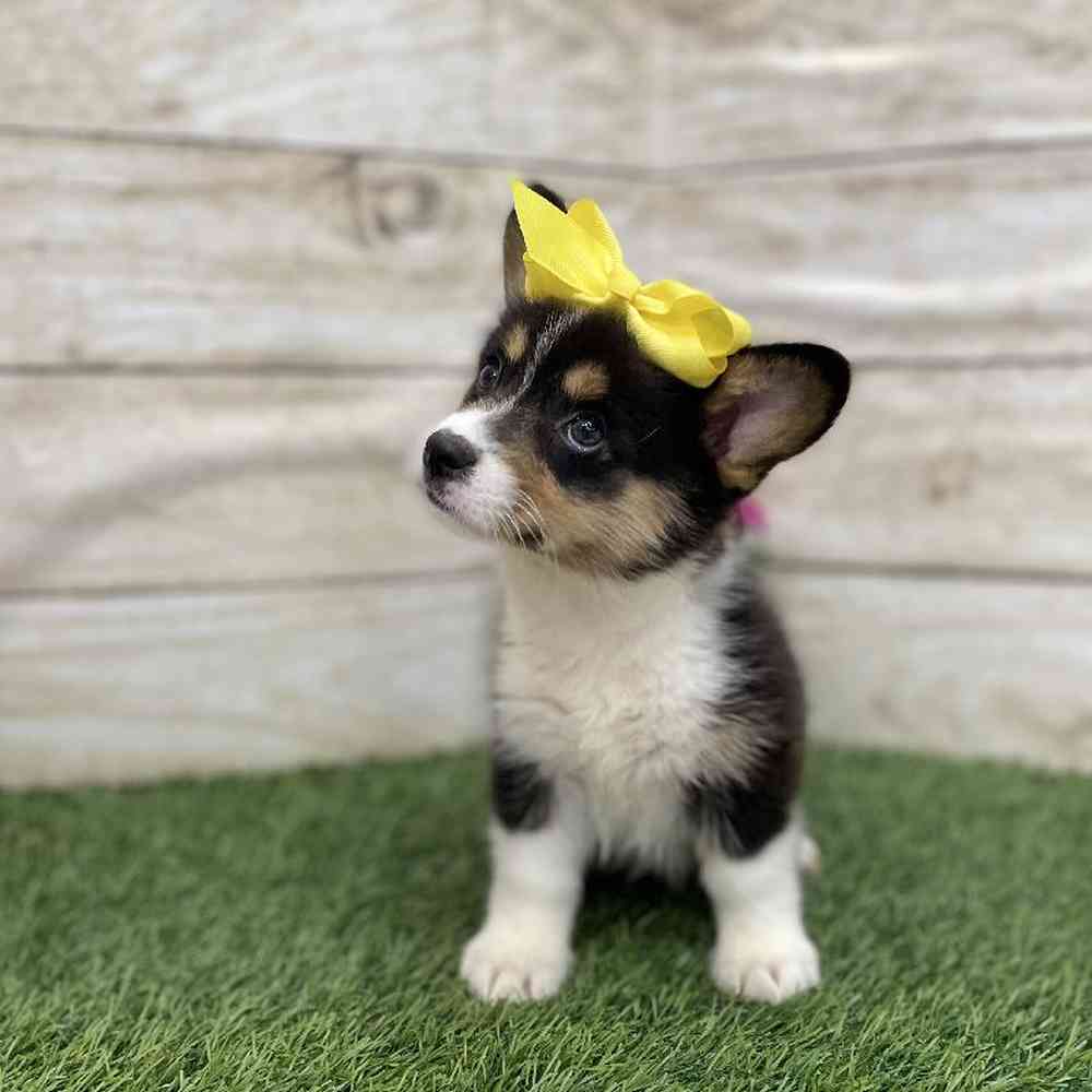Female Pembroke Welsh Corgi Puppy for Sale in Braintree, MA