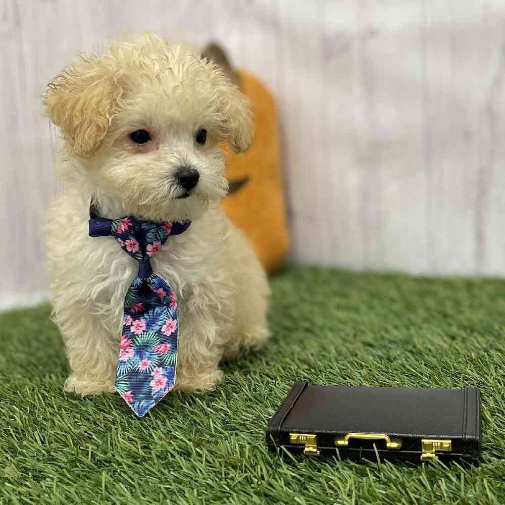 Male Poodle Toy Puppy for Sale in Braintree, MA