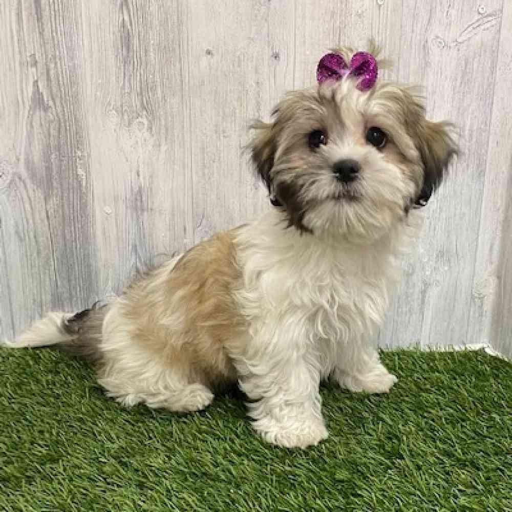 Female Teddy Bear (Zuchon) Puppy for Sale in Braintree, MA