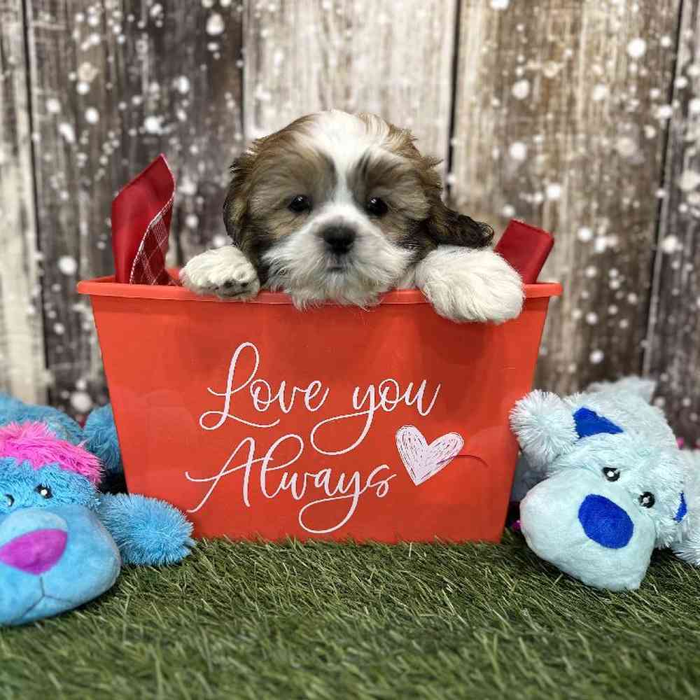 Male Shih Tzu Puppy for Sale in Saugus, MA