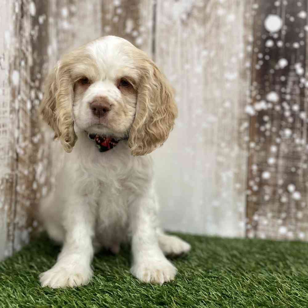 Male Cocker Spaniel Puppy for Sale in Braintree, MA