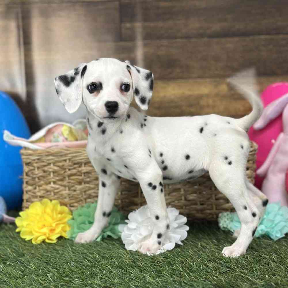 Female Dalmatian Puppy for Sale in Saugus, MA