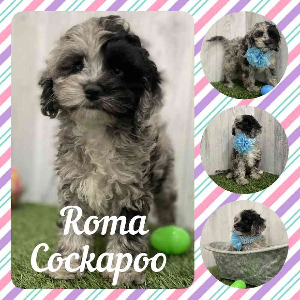 Female Cockapoo Puppy for Sale in Braintree, MA