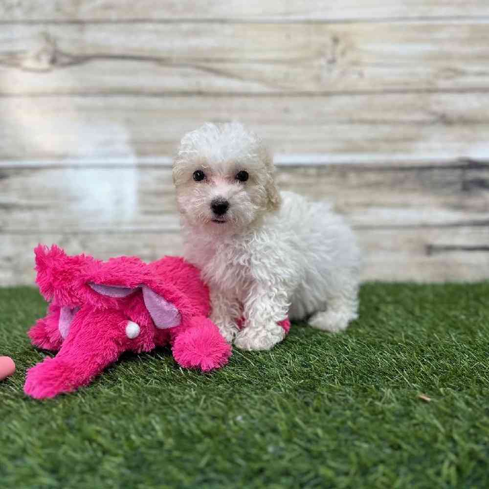 Female Poodle Toy Puppy for Sale in Saugus, MA