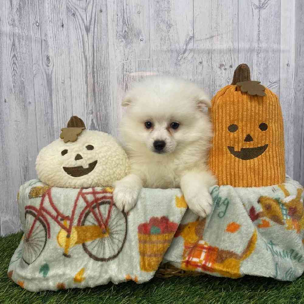 Female American Eskimo Puppy for Sale in Saugus, MA