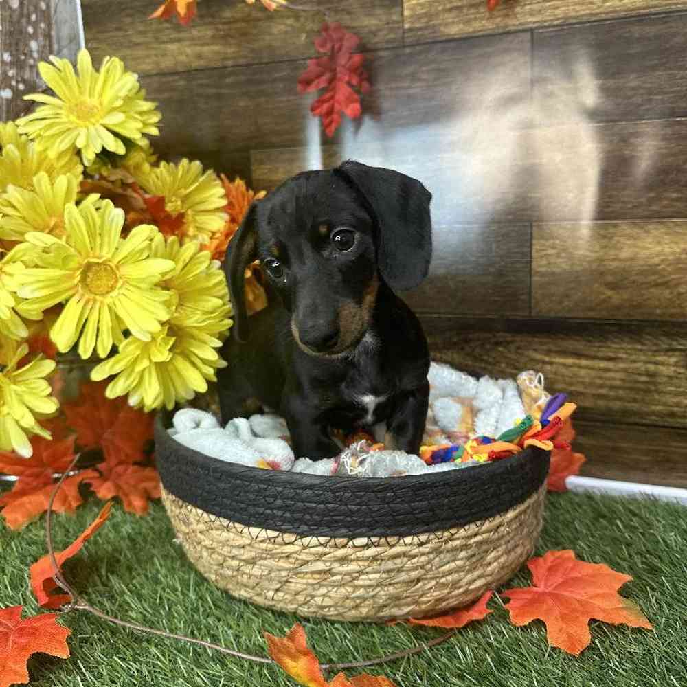 Male Dachshund Puppy for Sale in Saugus, MA