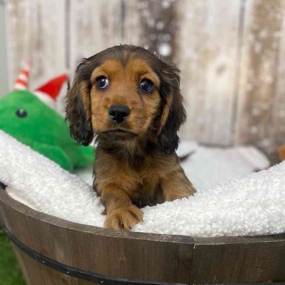 Female Docker Puppy for Sale in Saugus, MA