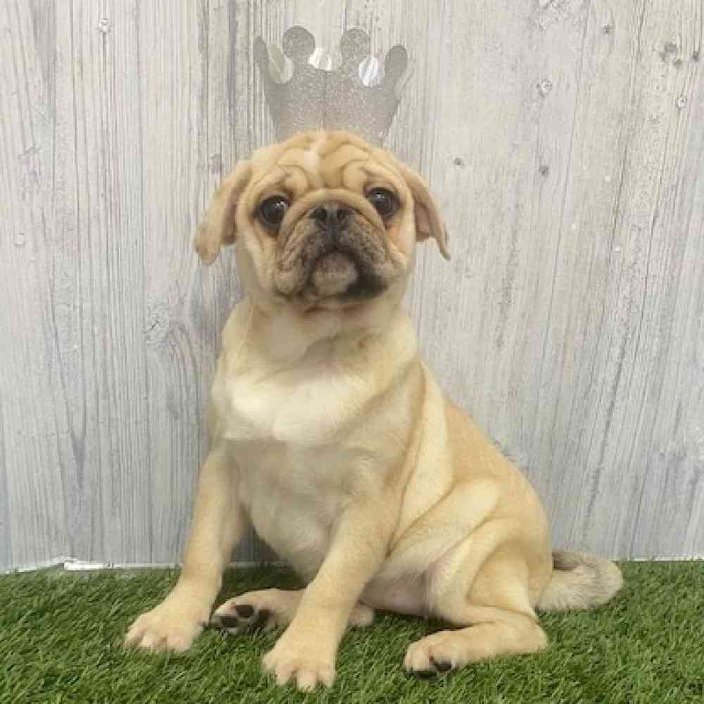 Female Pug Puppy for Sale in Braintree, MA