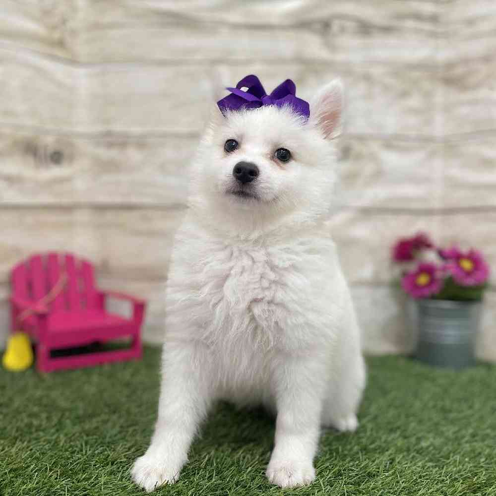 Female American Eskimo Puppy for Sale in Braintree, MA