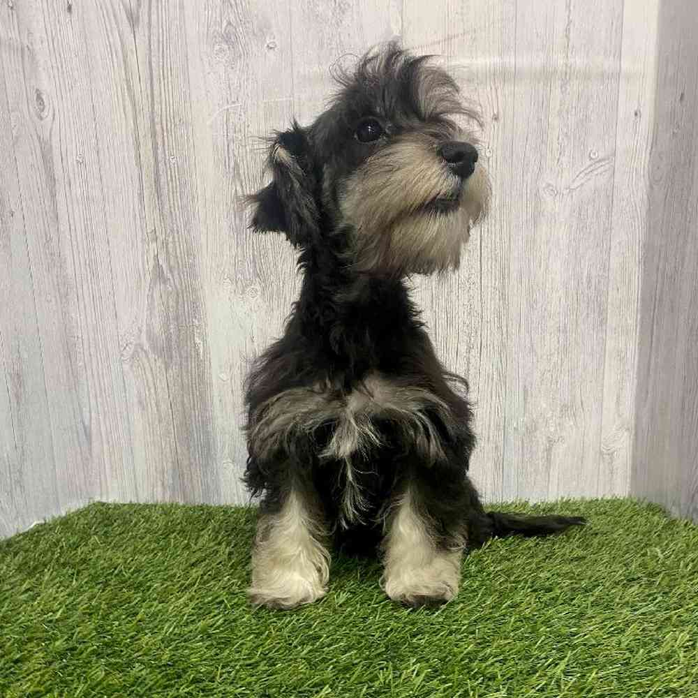 Female Chonzer (Bichon/Min Schnauzer) Puppy for Sale in Saugus, MA