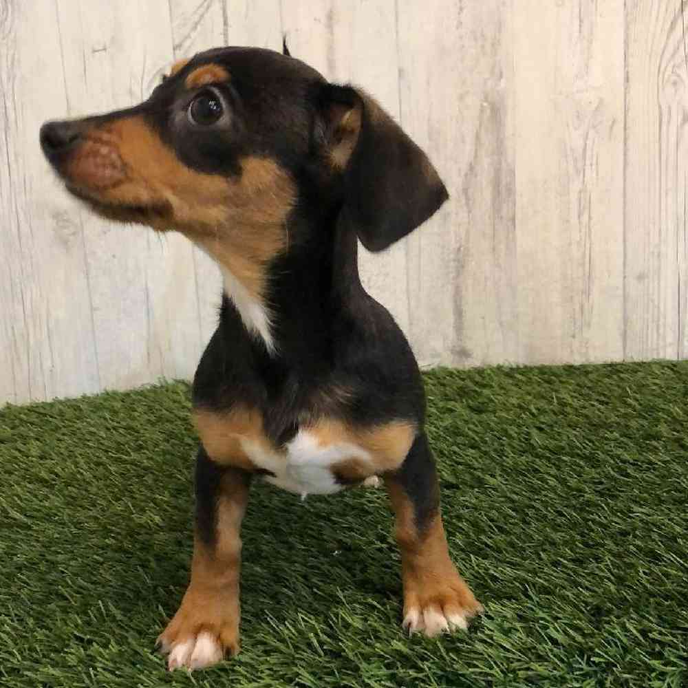 Female Chiweenie Puppy for sale
