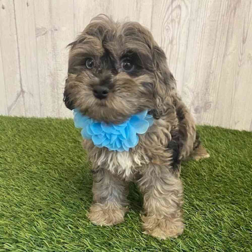 Female Cockapoo Puppy for sale