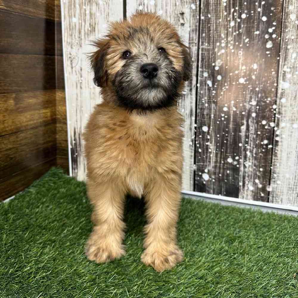 Female Soft Coated Wheaten Terrier Puppy for Sale in Saugus, MA