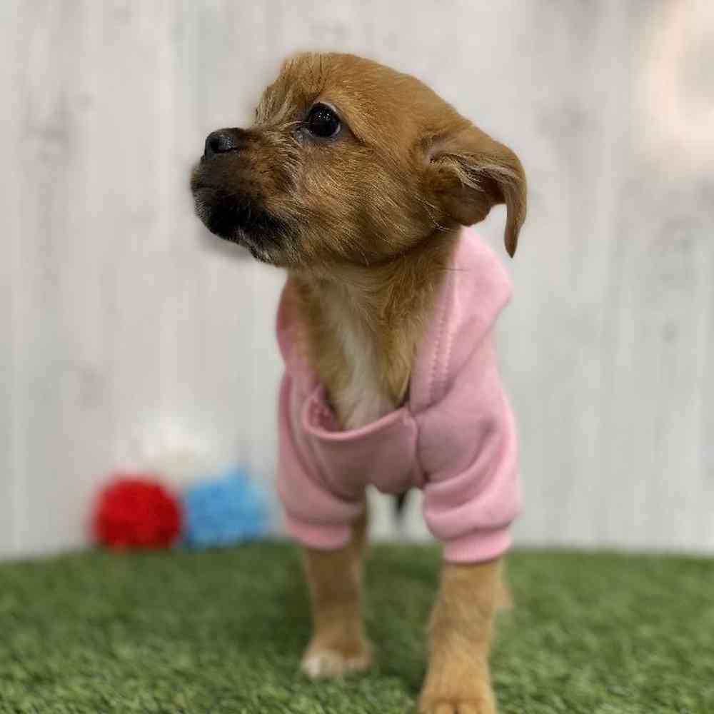 Female Yorkinese Puppy for sale