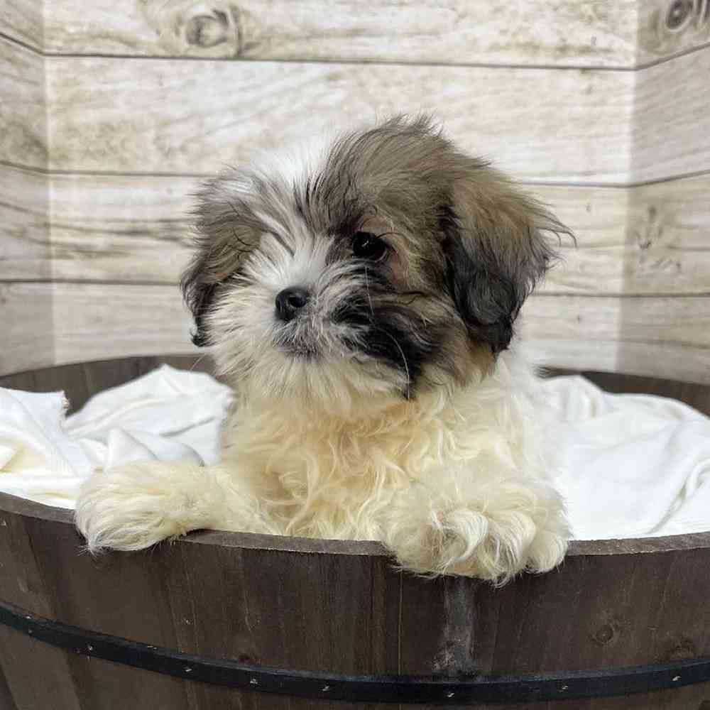 Male Lhasa Apso Puppy for Sale in Saugus, MA