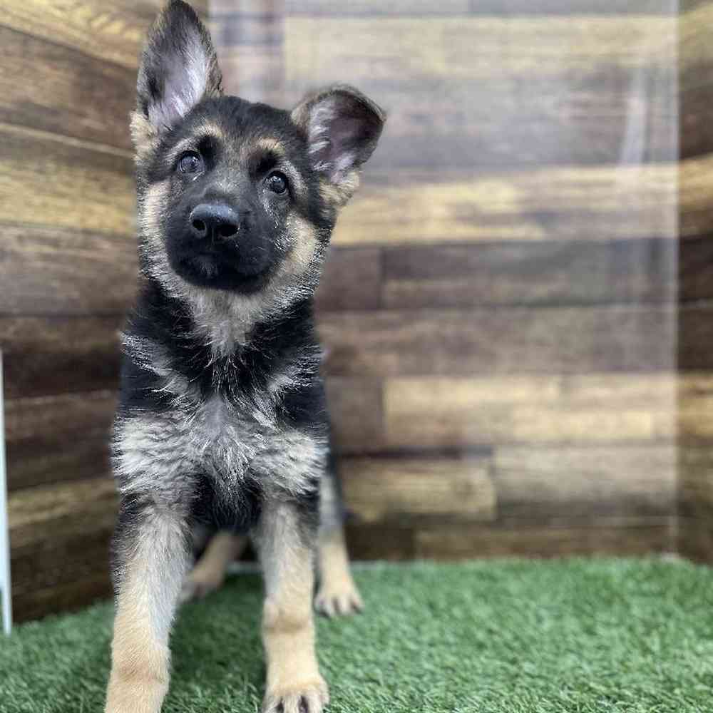 Male German Shepherd Dog Puppy for Sale in Braintree, MA