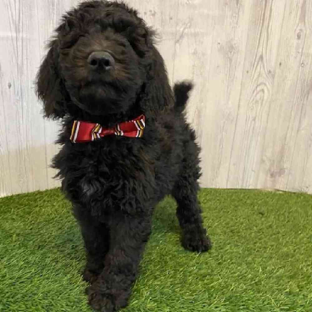 Male Poodle Moyen (Medium) Puppy for Sale in Saugus, MA