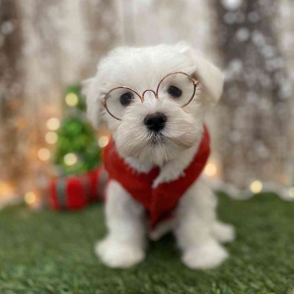 Male Maltese Puppy for Sale in Braintree, MA