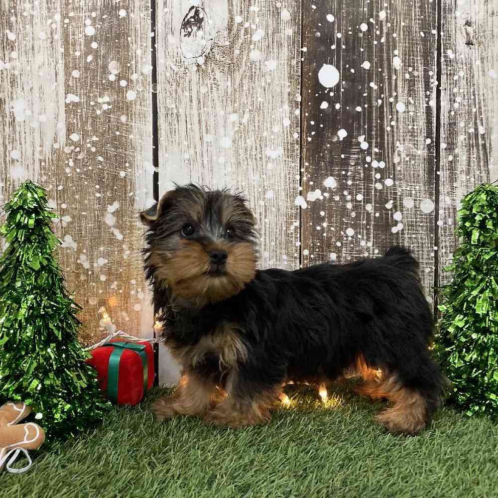 Male Silky Terrier Puppy for Sale in Braintree, MA