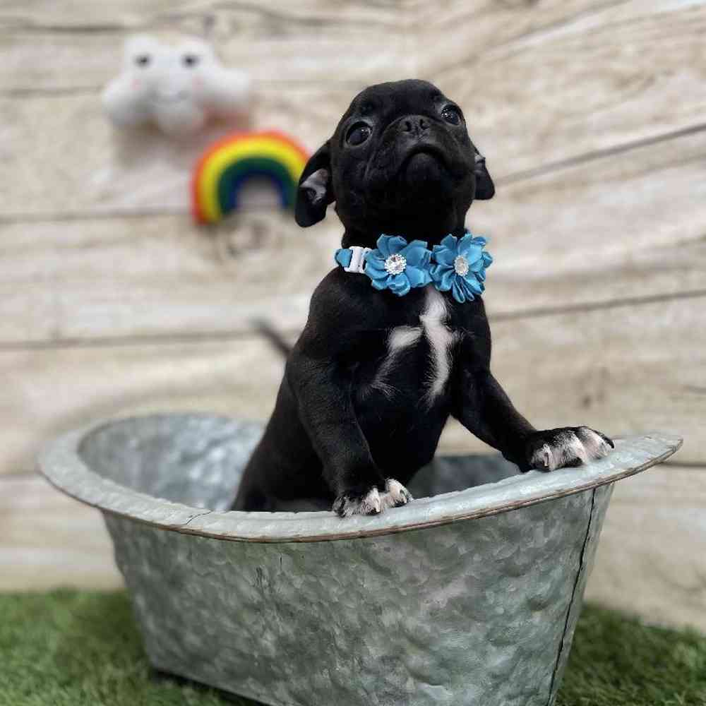 Female Bugg Puppy for Sale in Braintree, MA