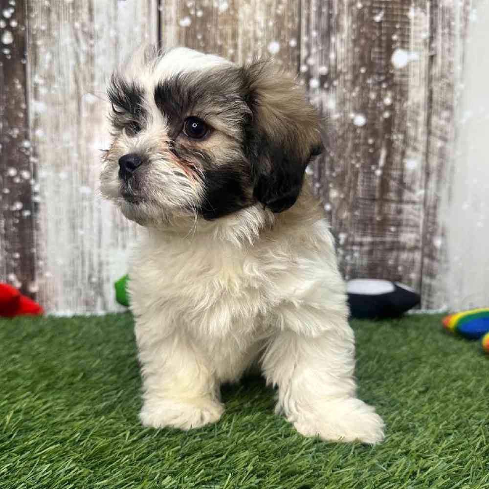 Male Teddy Bear (Zuchon) Puppy for Sale in Saugus, MA
