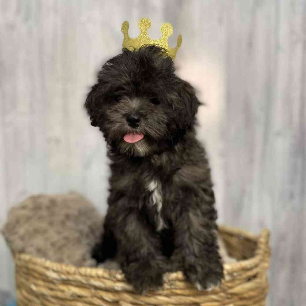 Male Shipoo Puppy for sale