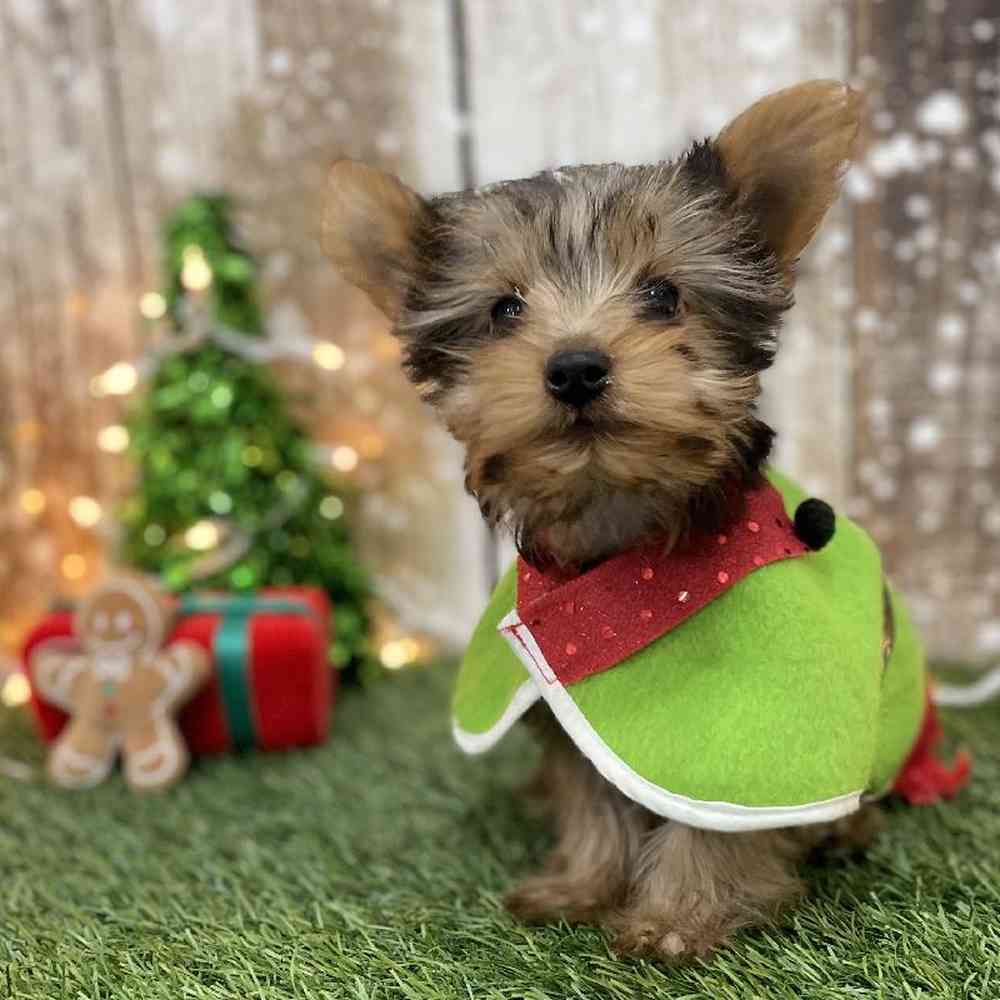 Male Yorkshire Terrier Puppy for Sale in Braintree, MA