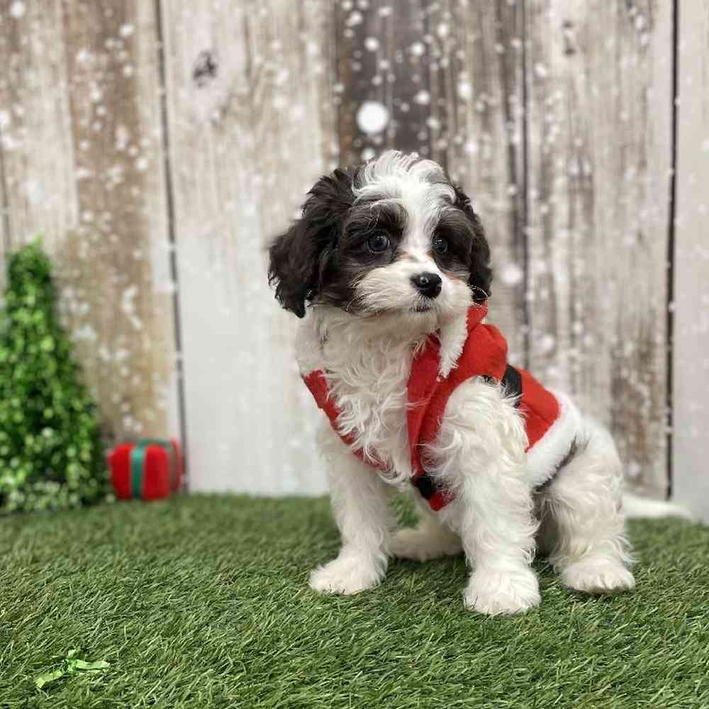 Male Cavapoo Puppy for Sale in Braintree, MA