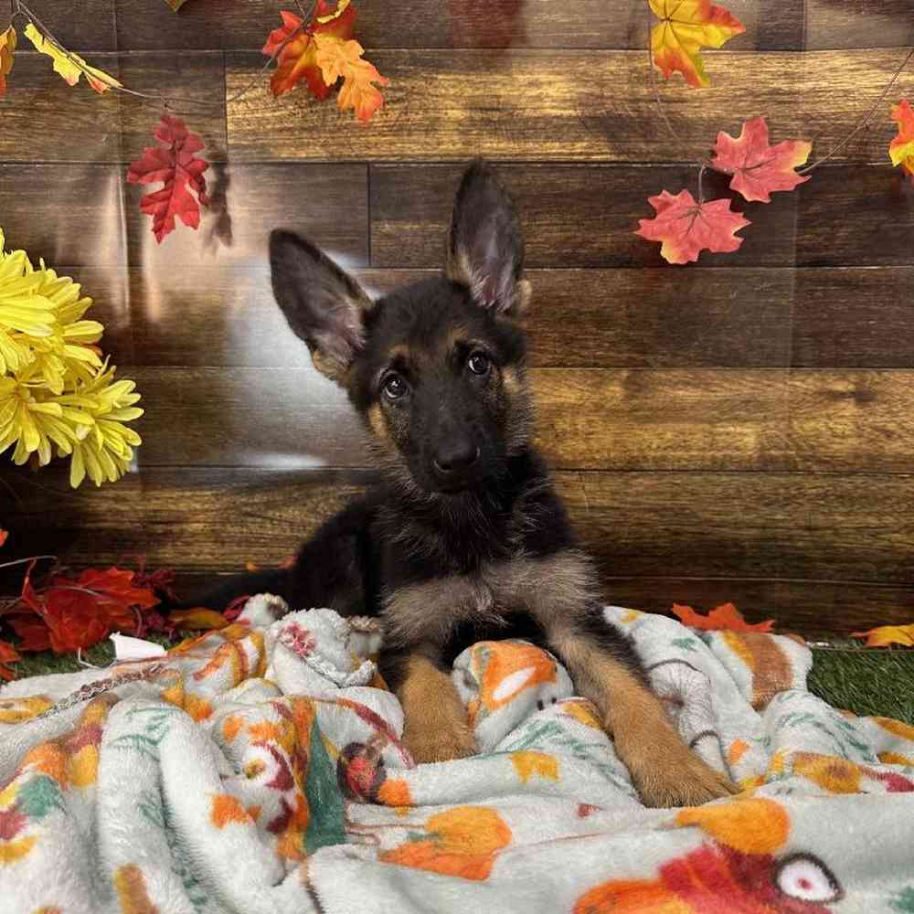 Female German Shepherd Dog Puppy for Sale in Saugus, MA