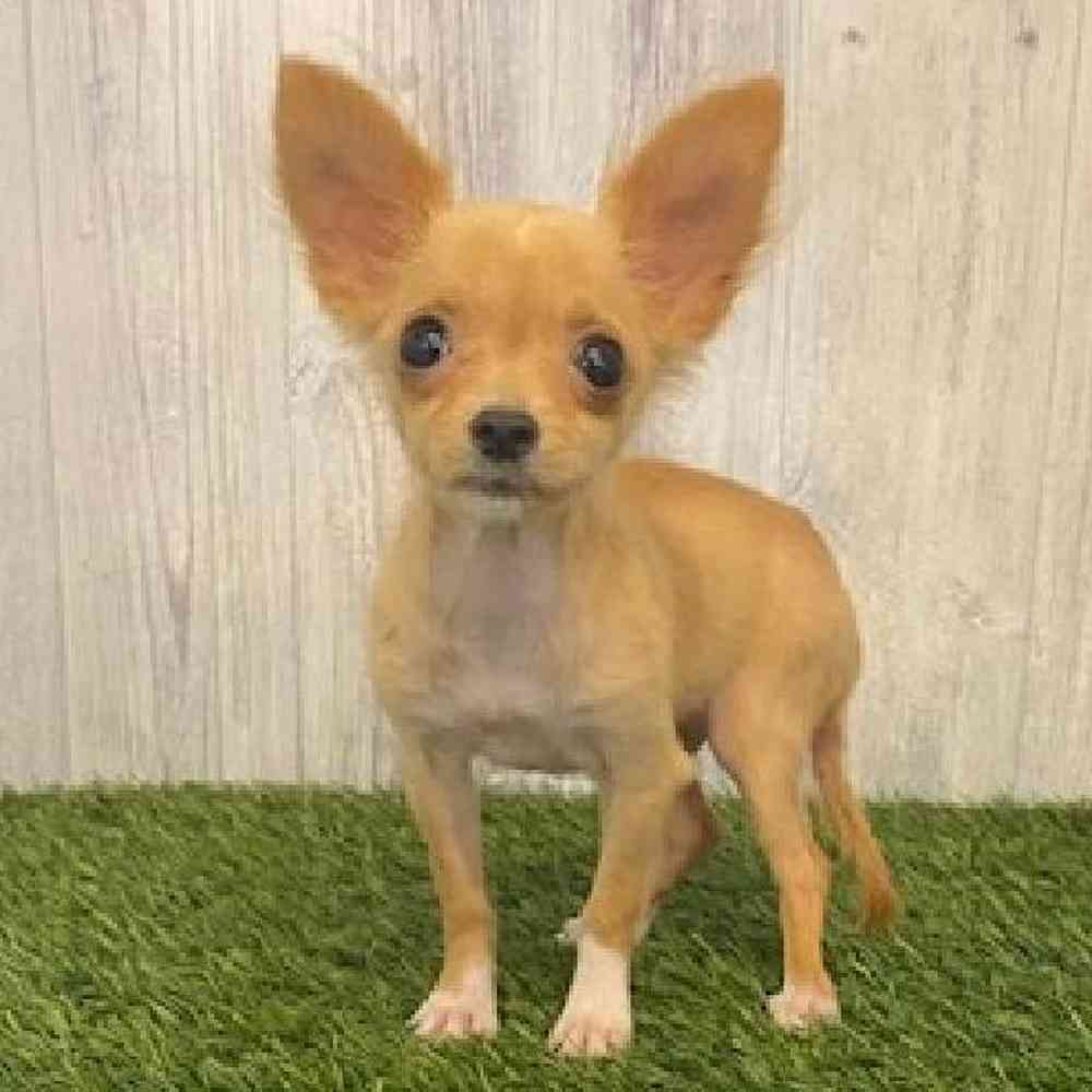 Male Chihuahua Puppy for sale