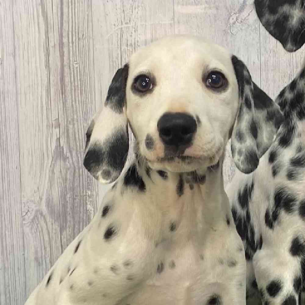 Female Dalmatian Puppy for Sale in Saugus, MA