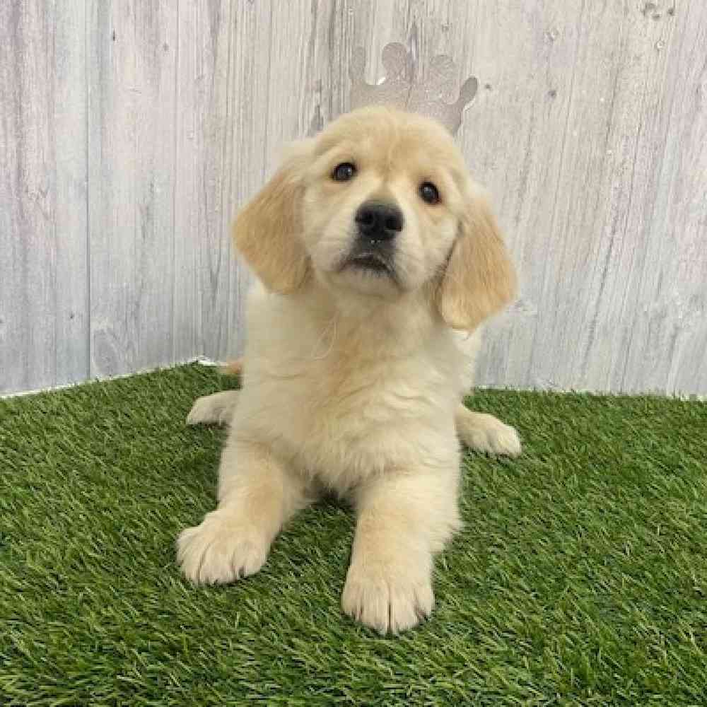 Female Golden Retriever Puppy for Sale in Braintree, MA