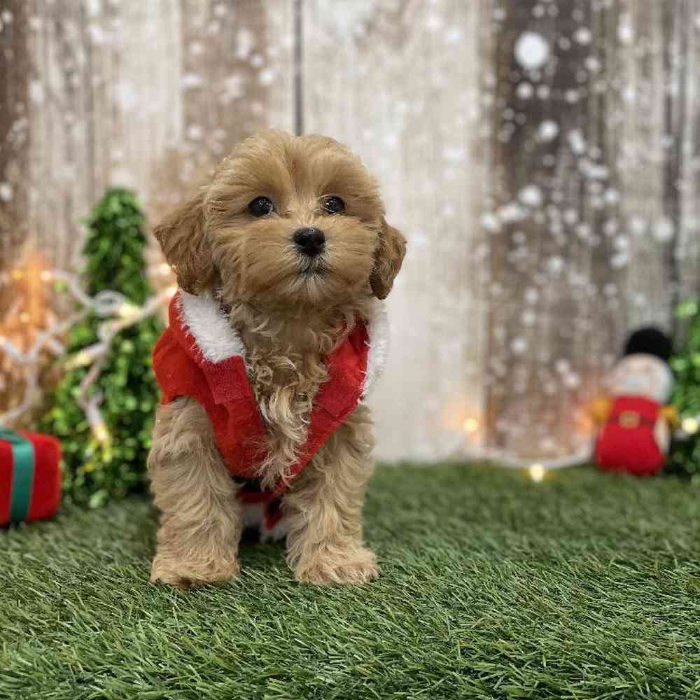 Male Shih-Poo Puppy for Sale in Braintree, MA