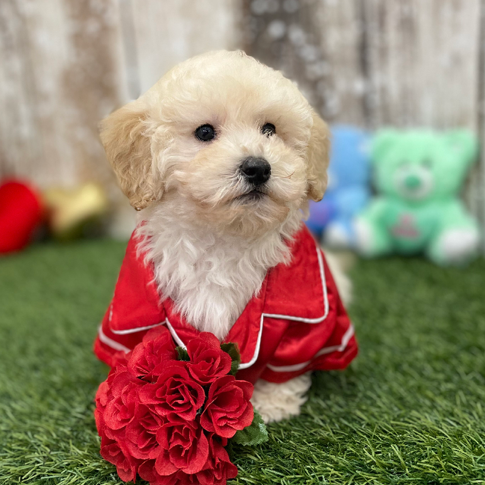 Male Bichon-Poodle 2nd Gen Puppy for Sale in Braintree, MA