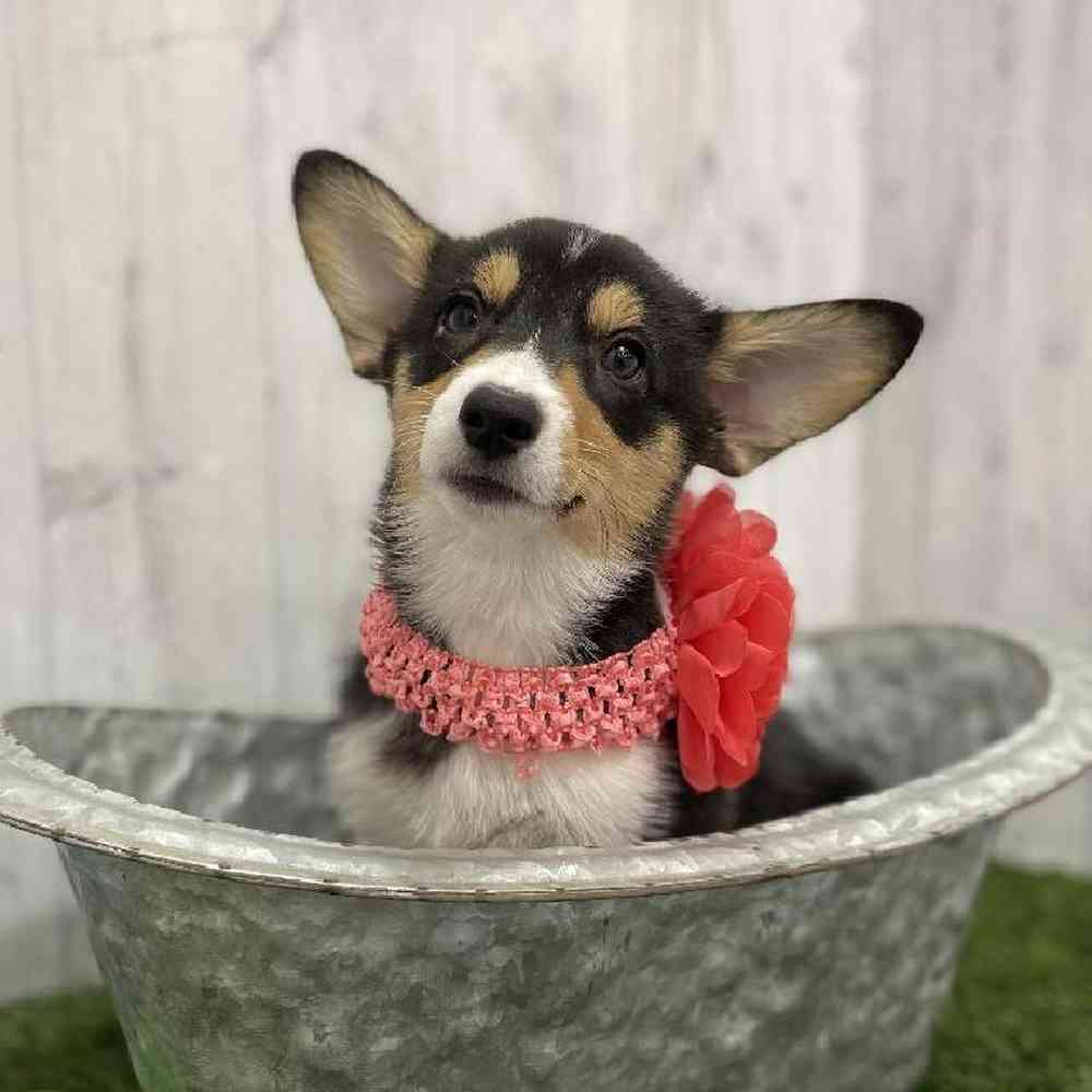 Female Pembroke Welsh Corgi Puppy for Sale in Braintree, MA