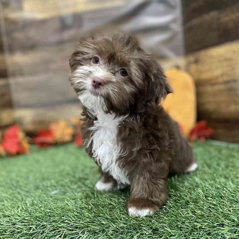 Female Lhasa-Poo Puppy for Sale in Braintree, MA