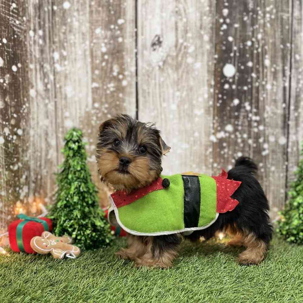 Male Silky Terrier Puppy for Sale in Braintree, MA
