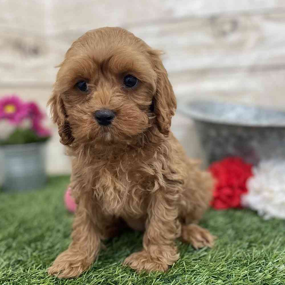 Female Cavapoo Puppy for Sale in Braintree, MA