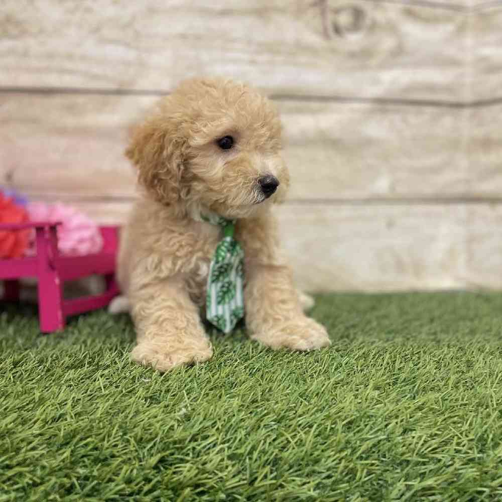 Male Poodle (MINI) Puppy for Sale in Braintree, MA